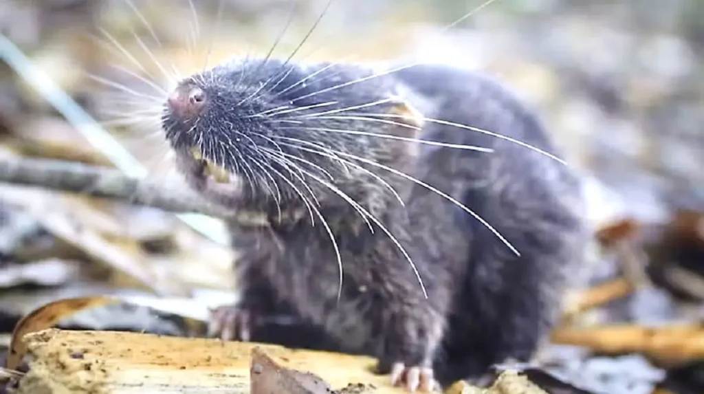 Un ratón que nada sorprende al mundo